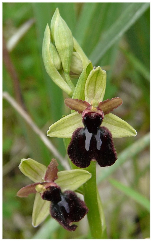 Ibrido Ophrys bertoloniiformis x O. incubacea